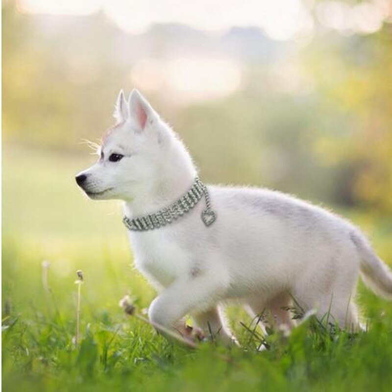 Collier de chien petits chiens Bling Faux strass collier pour animaux de compagnie chiot coeur pendentif collier chiot animal de compagnie chien cou décoration