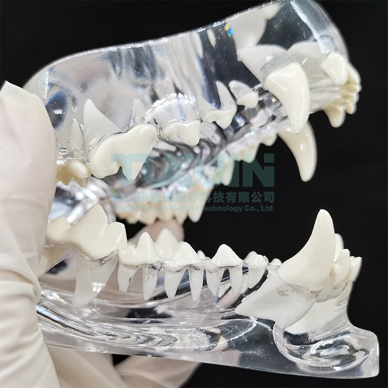 Dental Harz Zähne Tipodont Modell Für Dental Techniker Praxis Lehre Gum Zähne Kiefer Modell Zahnmedizin Ausrüstung: dog teeth model