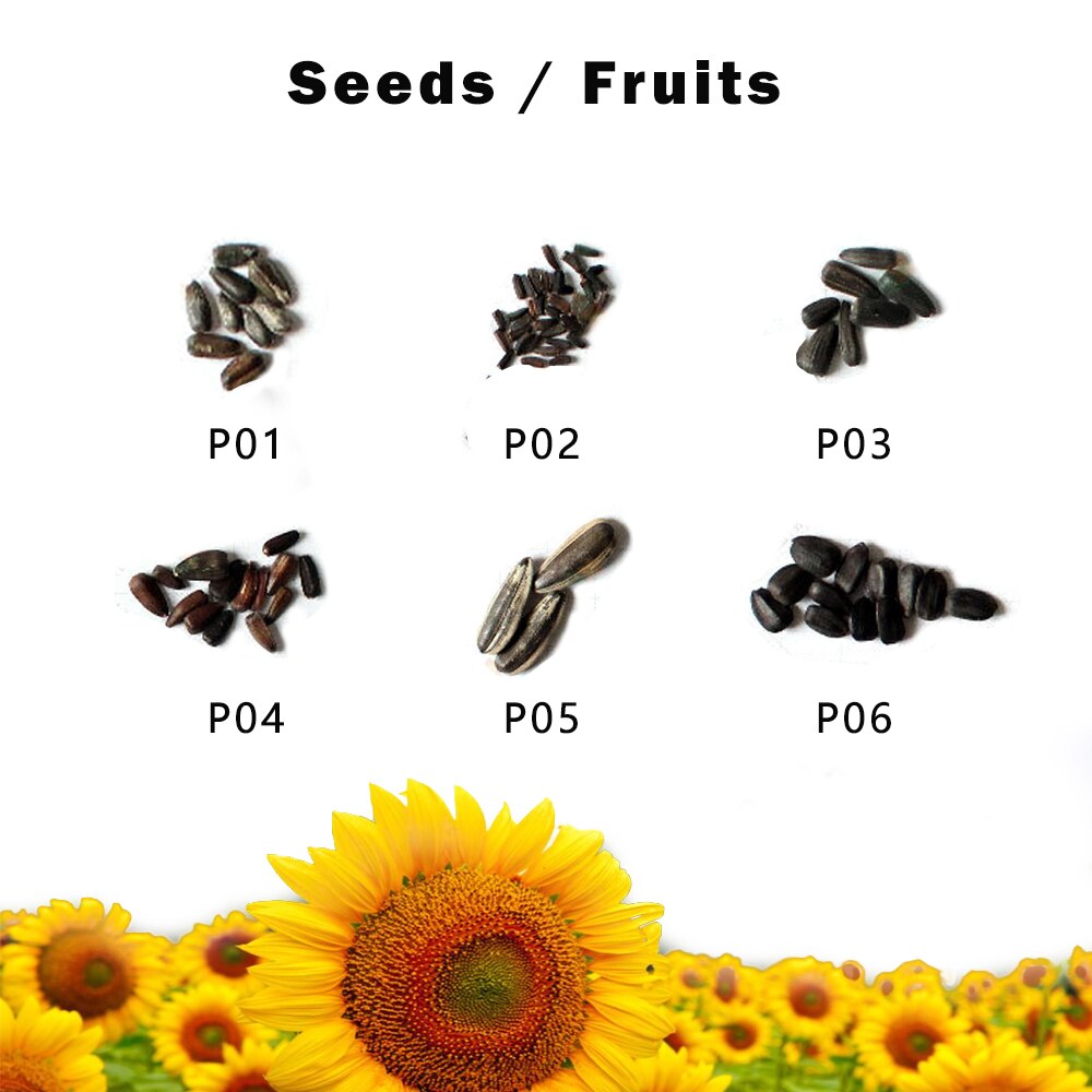 Zonnebloem Zaden Planten Bloemen Seedings Voor Tuin Zaaien Outdoor En Indoor Alle Seizoenen