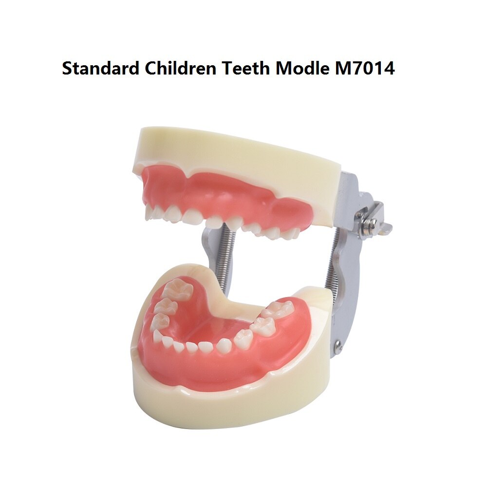 Child Teeth Model 24pcs m7014 with soft Gum /Dental Study teeth Model Dental training Tooth model for Kids