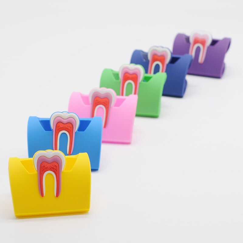 Support de présentoir porte-badge en forme de molaire en caoutchouc 6 couleurs pour dentaire