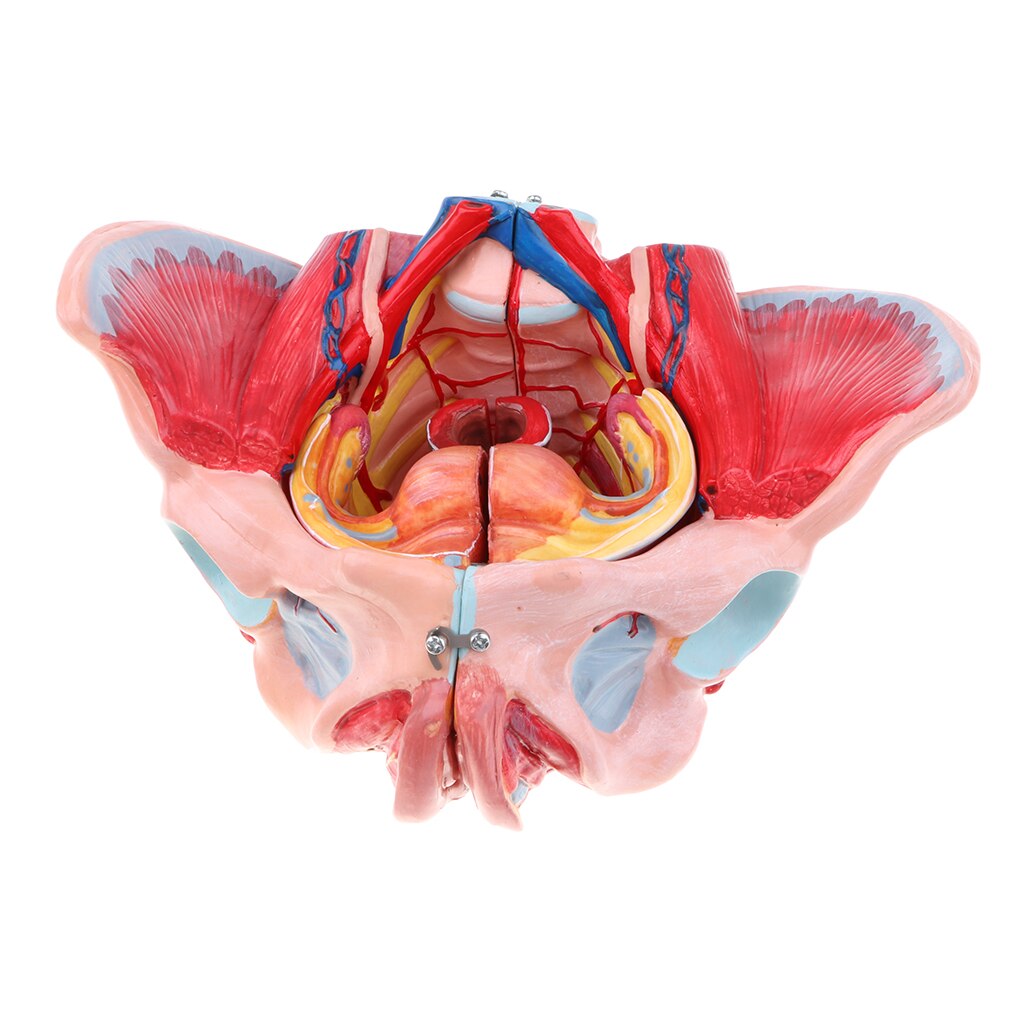 1:1 Life Size Female Pelvis Model with Vessels Ligaments Muscles Nerves & Organs Lab Supplies