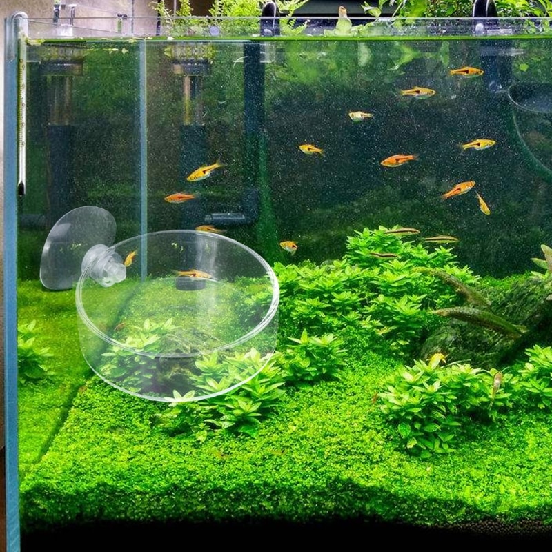 Akvariefeeder akvarium rejer glas fodring skål klar fad bakke