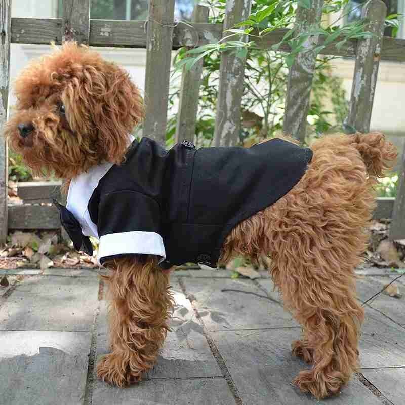 Vêtements pour chiens garçon chien Costume smoking manteau veste chiot animal de compagnie robe de mariage petit chien Chihuahua Costume noir animal de compagnie fête vêtements