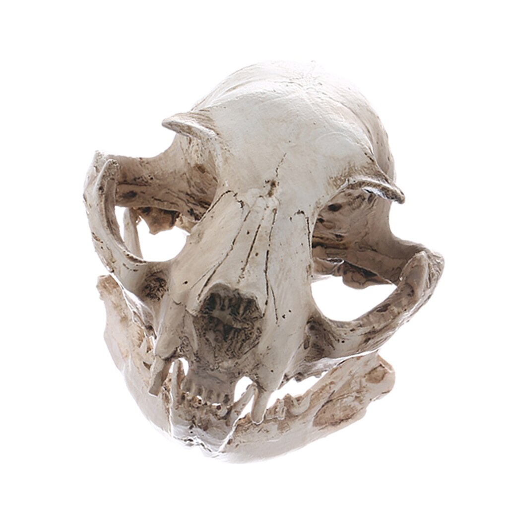 Realistische Kat Schedel, Hars Skelet Hoofd Schaal Model Decoraties, 6.5X6.5X9 Cm