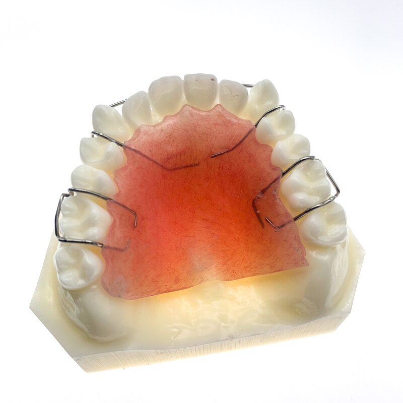 Hawley Retainer Teeth Model Bionator Removable for dentistry students Teach Study Teeth Model