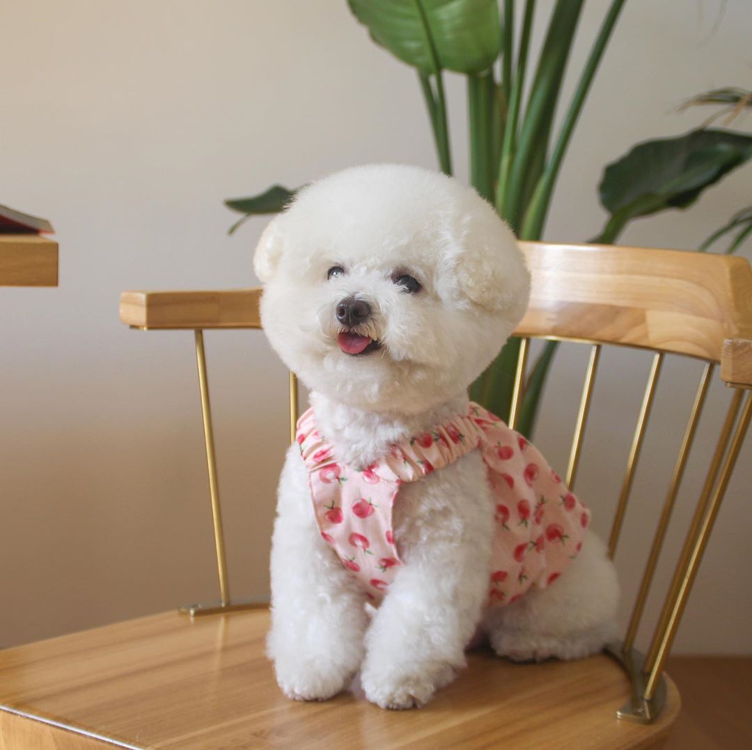 Luxury Dog Dresses for Small Dogs Printed Cute Short Dog Clothes Flexible Cotton Vestidos Para Perritas for Puppy Birthday Dress: Pink / XL