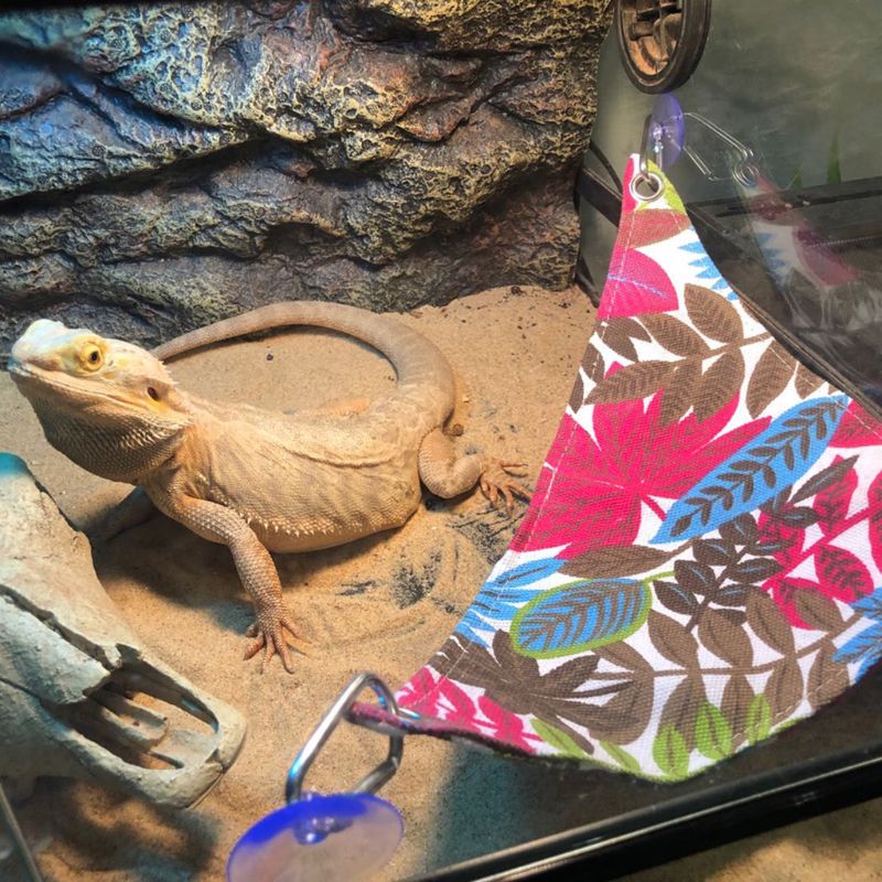 1Set Pet Canvas Triangle Hammock Sleeping Bed Play Toys Reptile Snake Lizard Climb Hanging House Cage