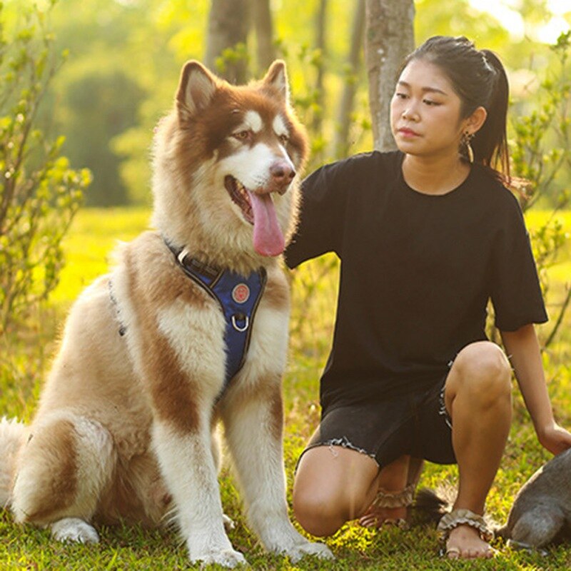 Nylon Pet Dog Harness French Bulldog Harness.Puppy Small Dogs.Harnesses Adjustable Pet Dog.Chest Strap Pet Dog Accessories