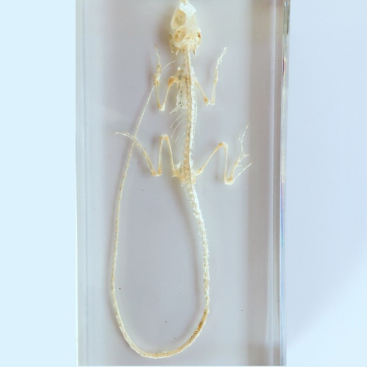 True Hagedis Skelet Ingebed Specimen Dier Skelet Exemplaren Modellen Biologische Reptielen Bone Specimen Hars Leermiddelen
