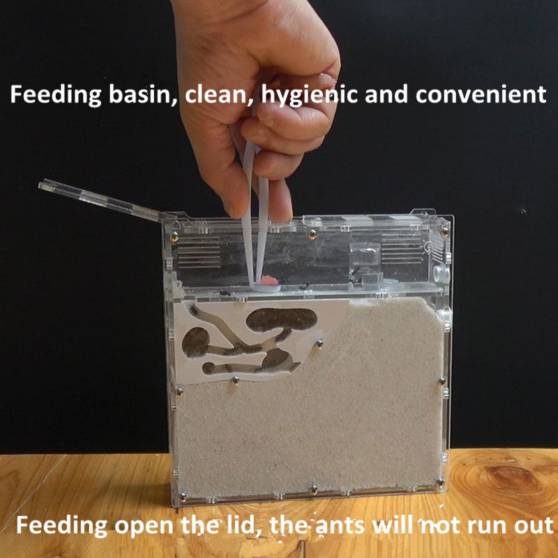 Ant Workshop Ecological acrylic Ant Nest Acrylic Sand Nest Sandcastle Home Living for Ants