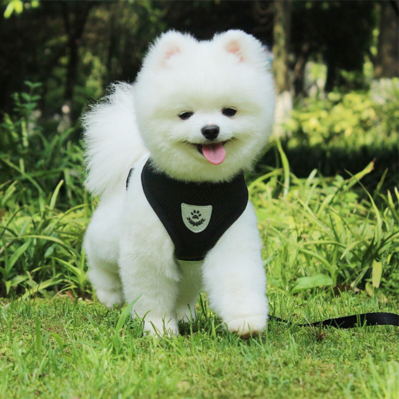 Small Dogs Rop Pet Dog Harness Leash Set Cat Dog Walk Traction Ro... – Vicedeal