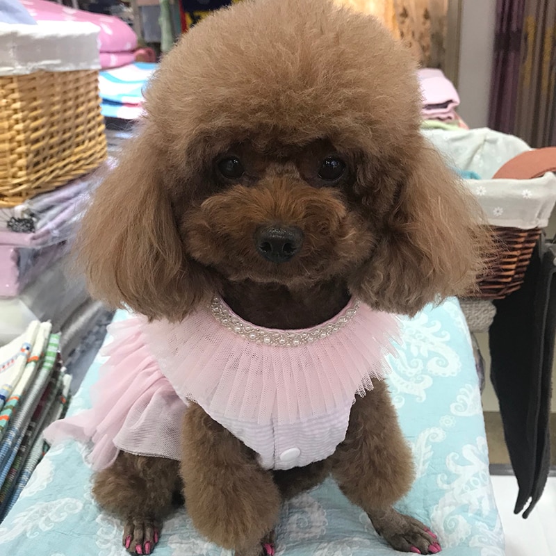 Kjæledyr katt hund halsbånd blonder perler sløyfe slips katt hund søt stell tilbehør produkt for bryllup og fest kjæledyr forsyning