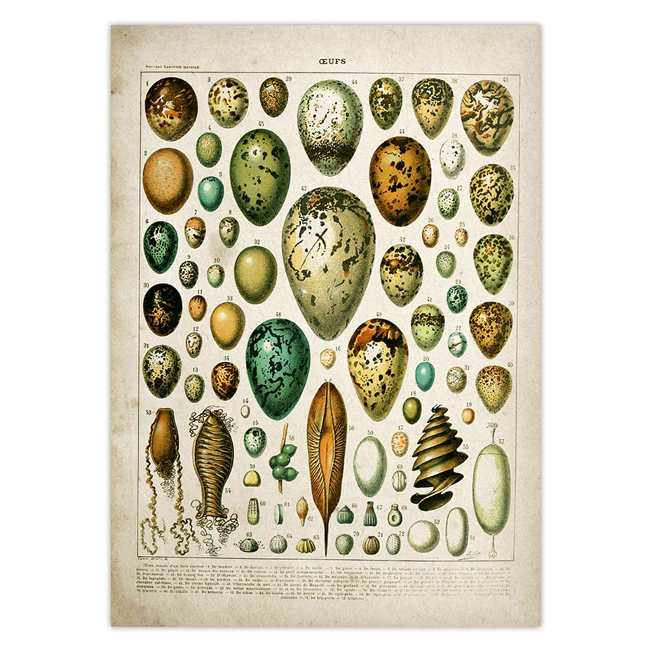 Buttferflies Vintage Poster Bees Insects Birds Plumes Feathers Eggs Wall Art Posters and Prints Adolphe Millot Kraft paper: White / 21x30cm No Frame