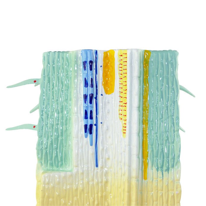 Plant Root System Anatomical Model Root Profile Models Cognize Root Structure Props Biologic Teaching Aids Supplies