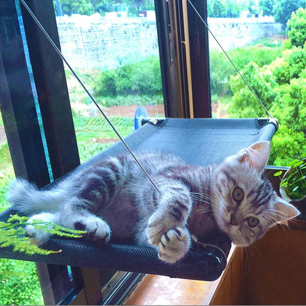 Kat hængekøje katte solrigt sæde kæ... –