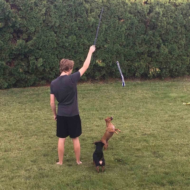 Intrekbare Grappige Hond Stok Dog Walker Hond Trainer Grappige Hond Stok Grappige Kat Stok Huisdier Training Staaf Huisdier Speelgoed