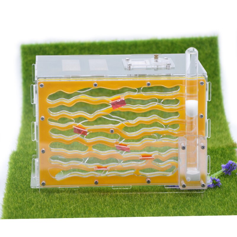 Rearing of Large Ants in Layered Water Tower of An... – Grandado