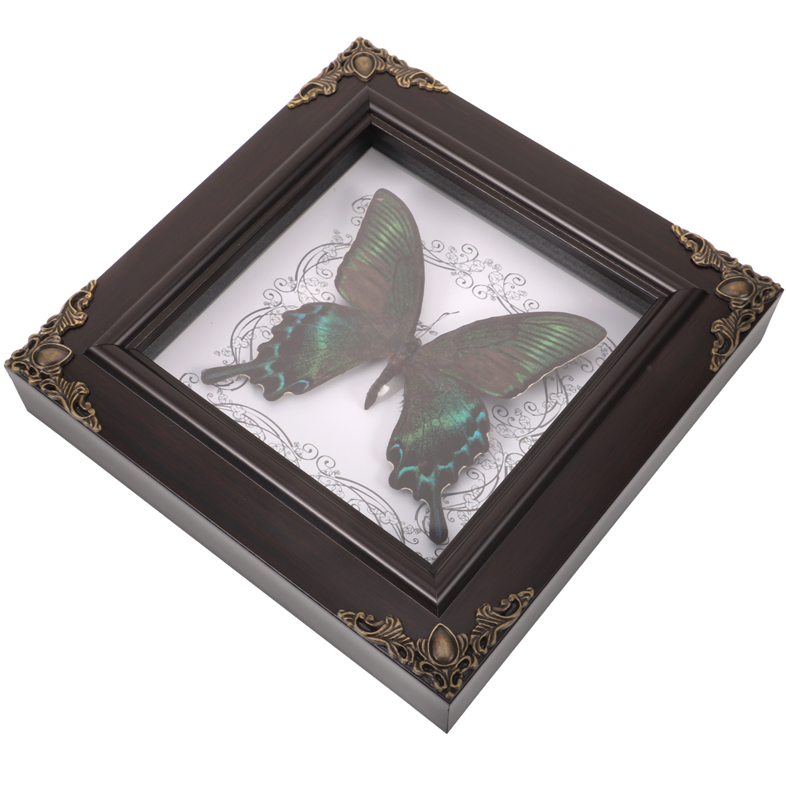 Foto de taxidermia enmarcada de mariposa Real, decoración Vintage, marcos de exhibición Retro