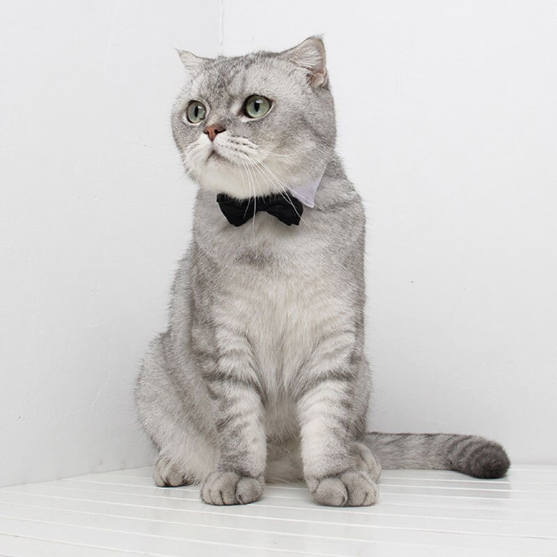 Haustier Katze Fliege Einstellbare Haustier Hals Krawatte Kostüm Formale Hund Kragen für Kleine Hunde und Katzen Haustier Zubehör für hochzeit Party