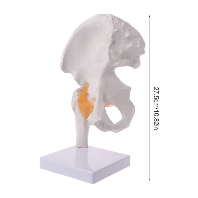 Levensgrote Ligament Heupgewricht Anatomie Model Skelet Onderwijs Tool M17F