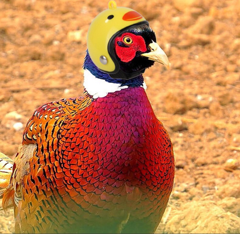 2 Stuks Pet Kip Helm Leuke Grappige Veiligheid Papegaaien Helm Bescherming Kleine Gevogelte Papegaai Helm Kippenhok Hoofd Decoratie