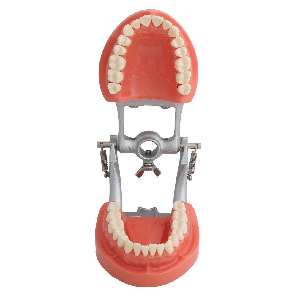 Dental Model Teeth Model Teaching Model Standard Model with 32 Screw-in Teeth Demonstration Teeth Model Fit Nissin Hard Gums