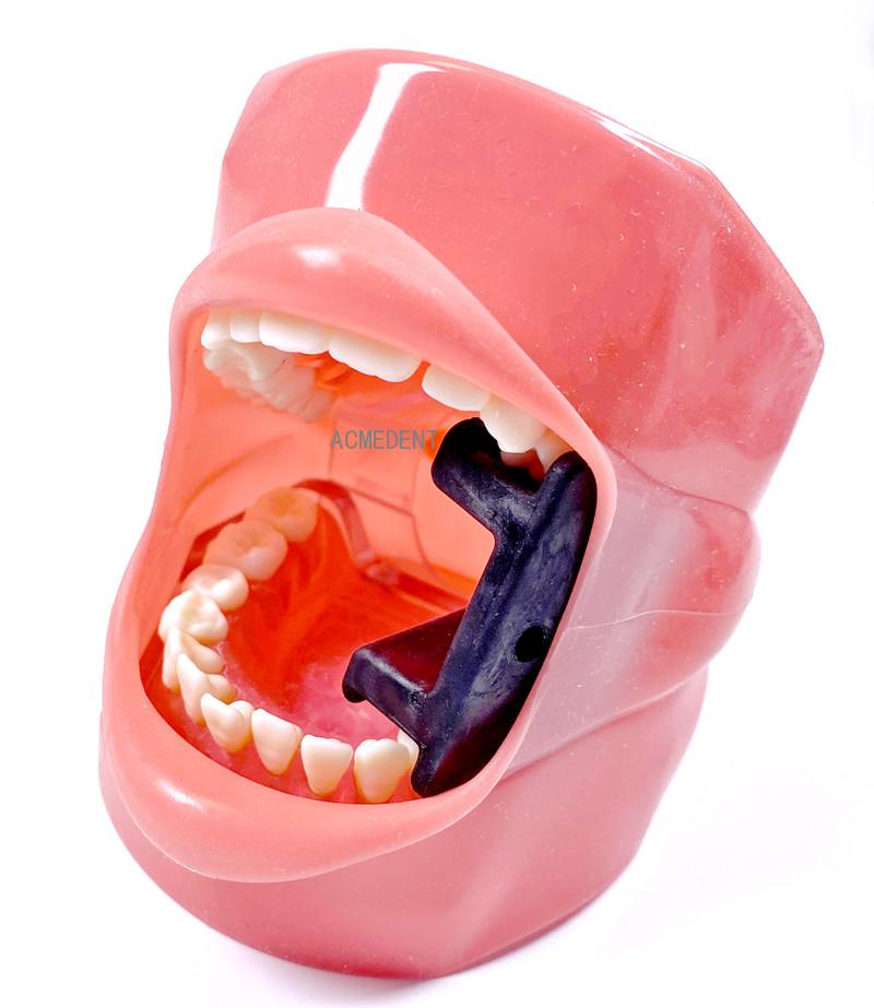 Dental Study Teaching Model Standard Model Removable Teeth Soft Gum Adult Typodont Model 3 Type