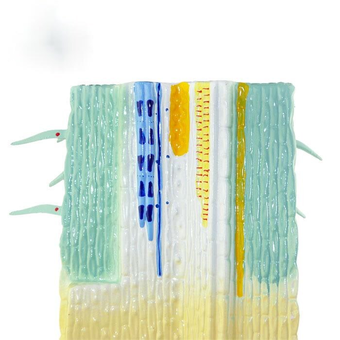 Plant Root System Anatomical Model Root Profile Models Cognize Root Structure Props Biologic Teaching Aids Supplies