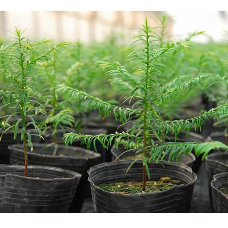 100PCS Nursery Pot Plastic Plant Seeds Nursery Box Garden Propagation Container Grow Bag Garden Supplies Flower Pot