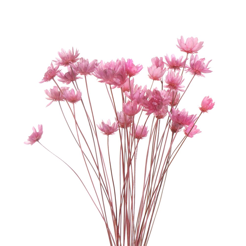 Flores secas frescas naturales de margaritas, ramo para la boda, decoración del hogar, Fondo de fotografía: 04