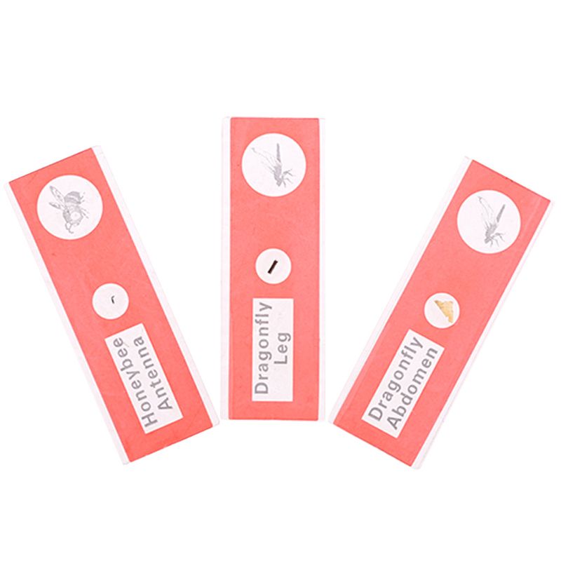 48pcs/set Kids Plastic Prepared Microscope Slides Biological Specimen Sample