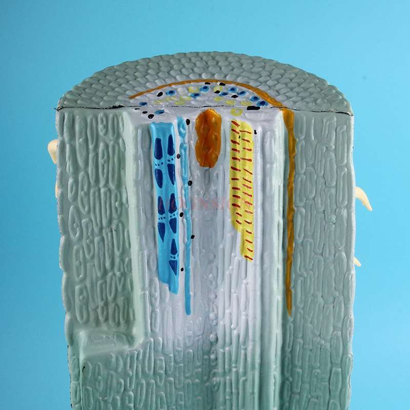 Plant root longitudinal profile model High school junior high school biology teaching model Root longitudinal profile model