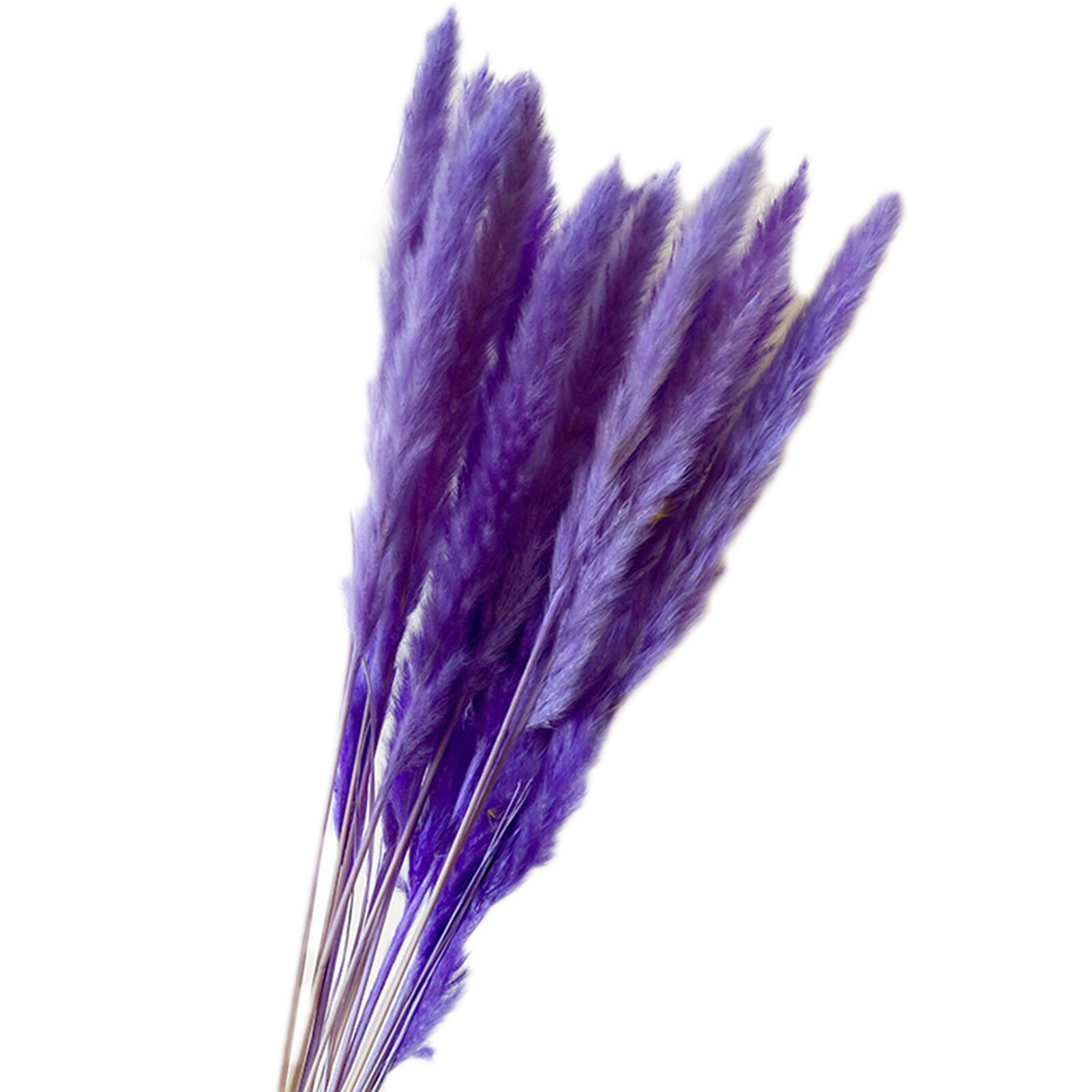 Roseaux séchés naturels de , 15 pièces, pour décoration de mariage, maison, DIY bricolage, 100% naturel, durée de conservation de plus d'un an: Purple