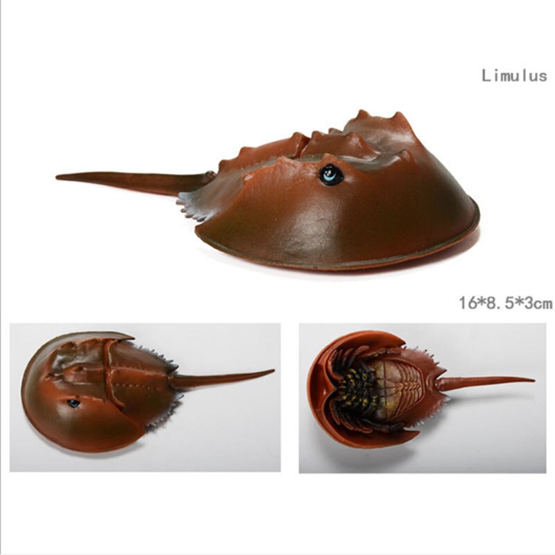 Educational toys for children simulated animal ocean great white shark seabed creatures girls toys for kids school learning: Horseshoe crab