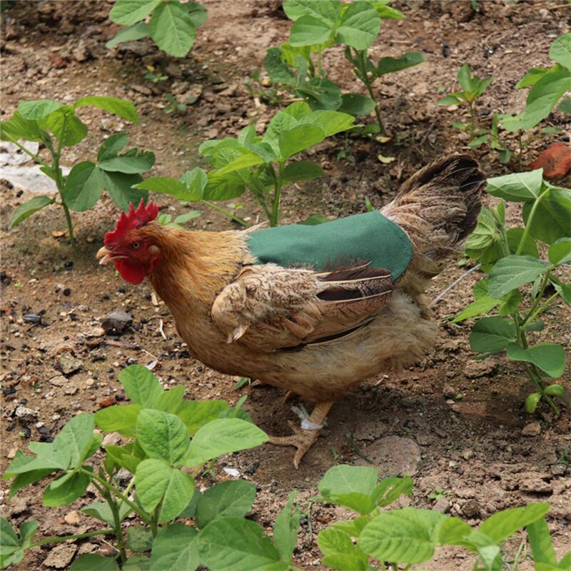 Protector de espalda de pluma para asiento de gallina , Correa única, chaquetas de pollo estándar, soporte de protección para chaleco de aves de corral