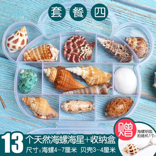 Natuurlijke Shell Schelp Exemplaren Populaire Wetenschappelijke Materialen Conch Geschenkdoos Kleuterschool Voorschoolse Mariene Biologie Collection Craft: 4
