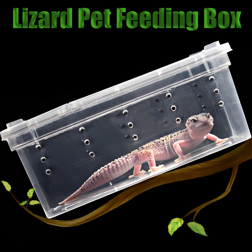 Transparent Plastic Box Insect Reptile Reptile Fee... – Grandado