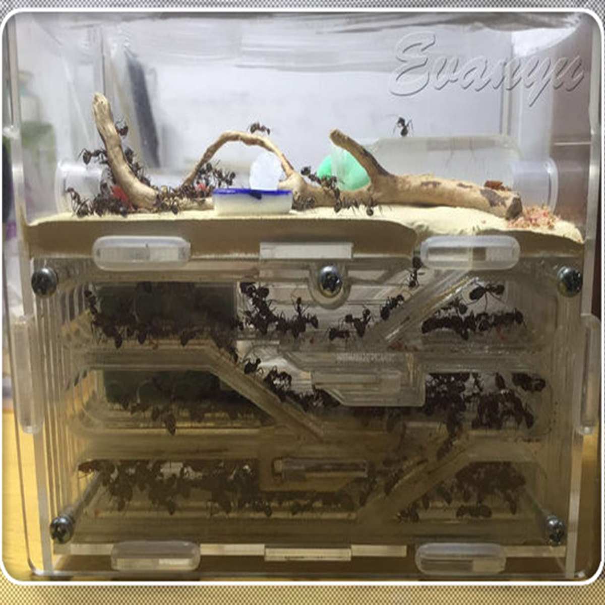 Large Ecological Ant Farm 3.0mm DIY Moisture With Feeding Area Ant Nest Plastic Insect Ant Nests For House Ants 15x5x11CM