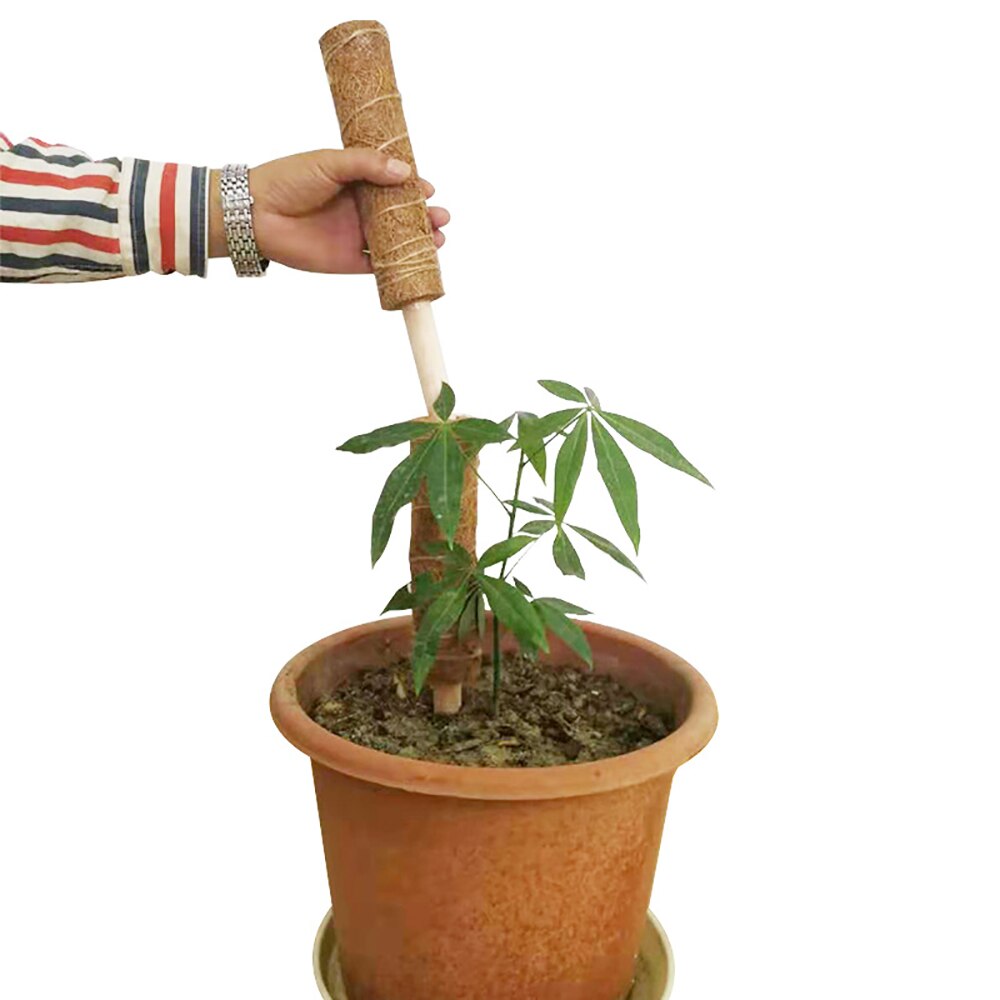 Praktische Garten Anlage Klettern Stick Anlage Klettern Coconut Strut Grün Dill Unterstützung Pol