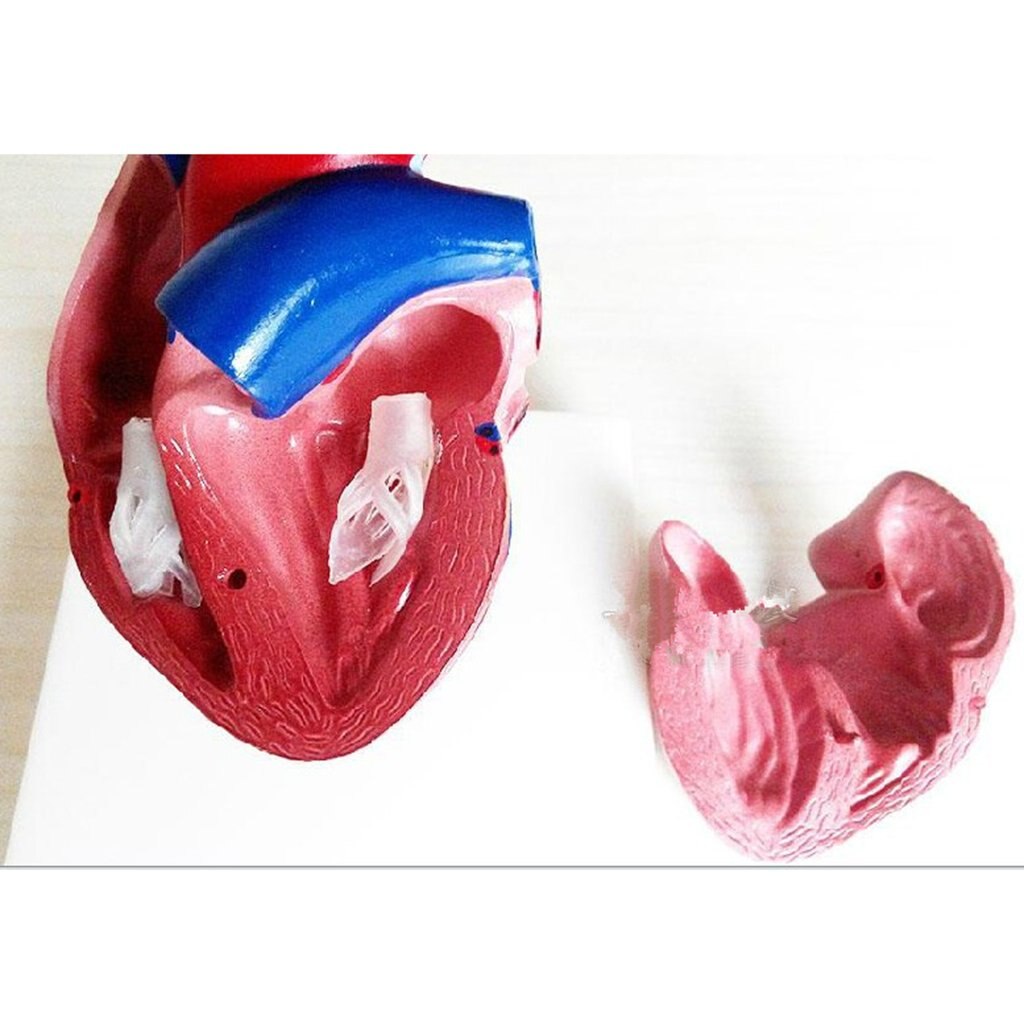 1: 1 Human Heart Organ Model Removable 2 Parts Anatomical Model for School Teaching Tool Learning Display Lab Supplies
