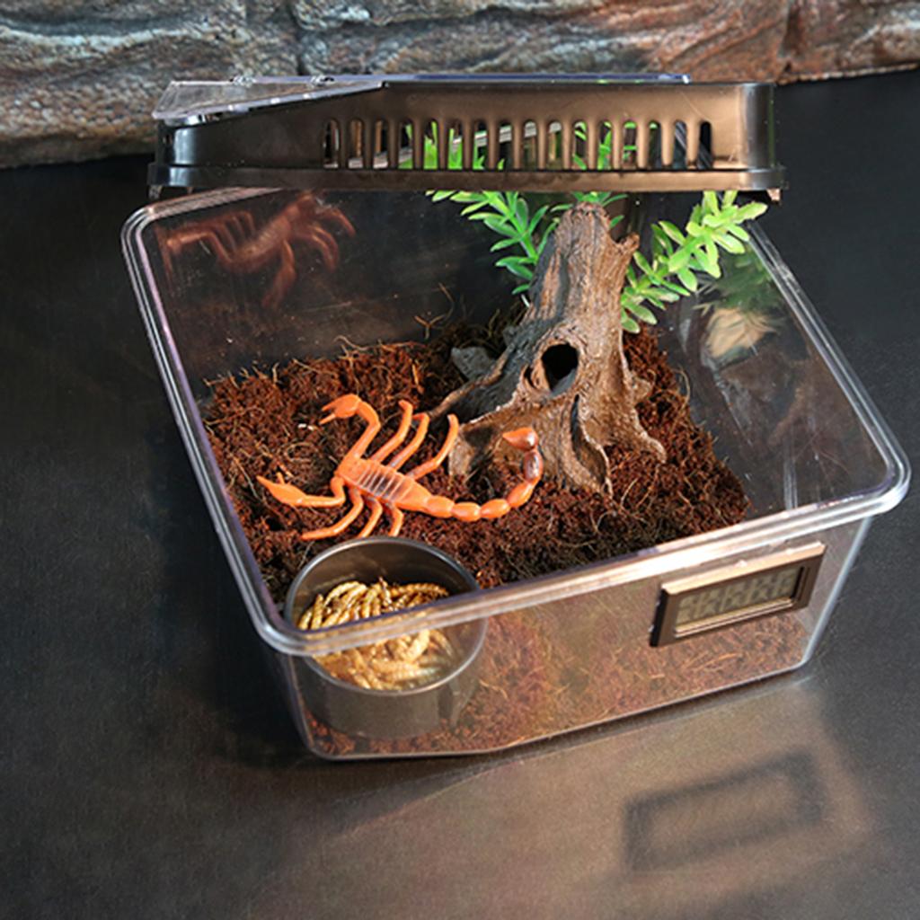 Boîte d'élevage de reptiles, araignée, coccinelle, Scorpion Vivarium, Terrarium