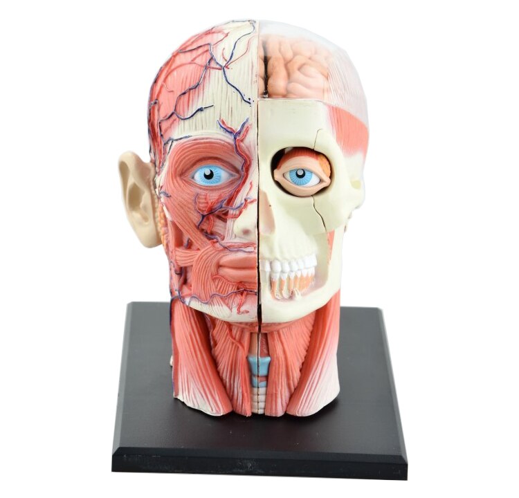 Scheletro assemblato 4D modello anatomico cervello nasale faringe orale laringe cavità modello Anatomia esplosa teschio giocattoli educativi