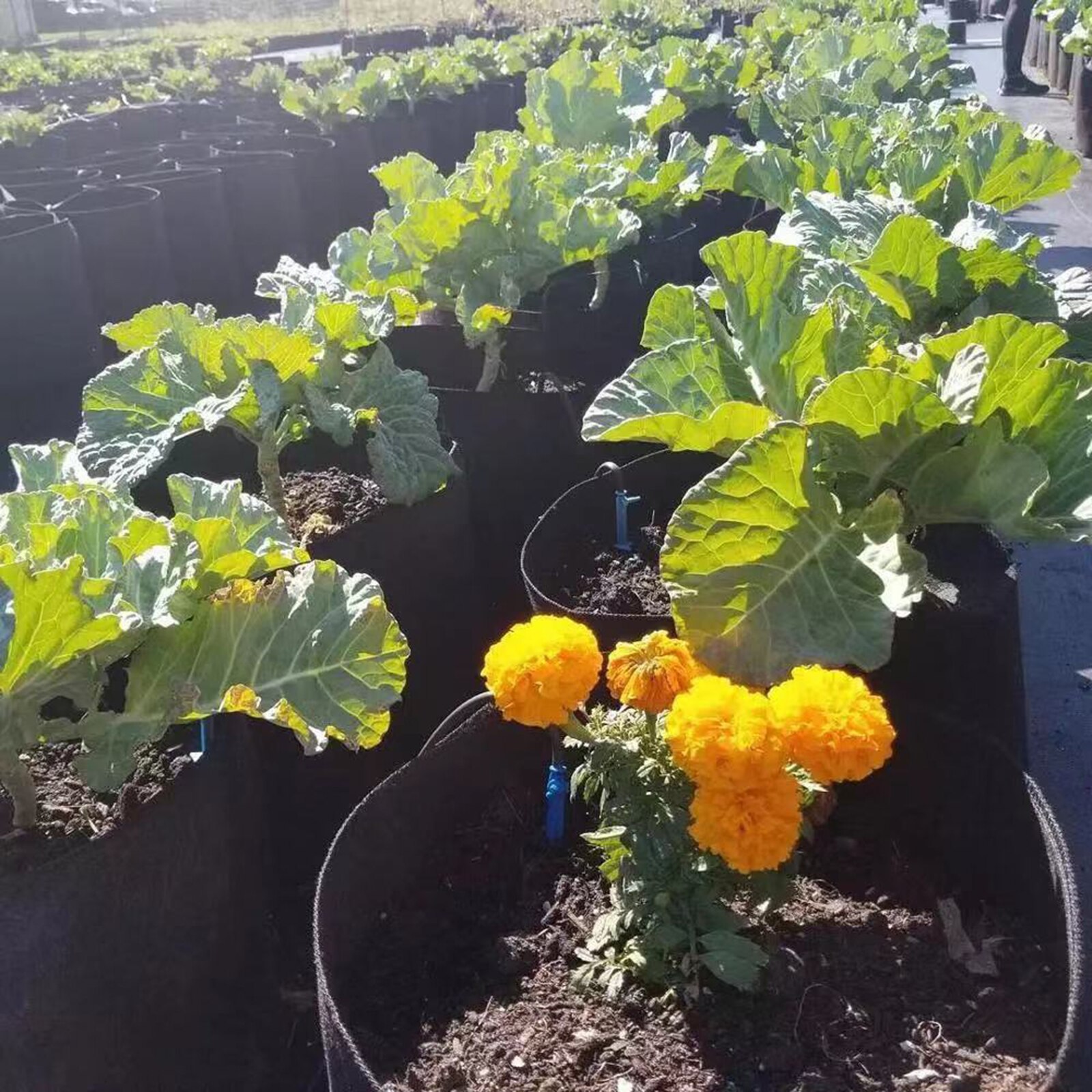 6pcs Felt Plants Growing Bag Vegetable Flower Potato Pot Container Garden Planting Basket Farm Home Grow Bags 1/3/7 Gallon