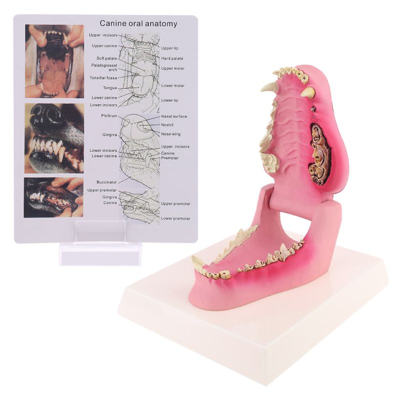 Modèle d'anatomie des dents de chien squelette Animal vétérinaire canin enseignement vétérinaire