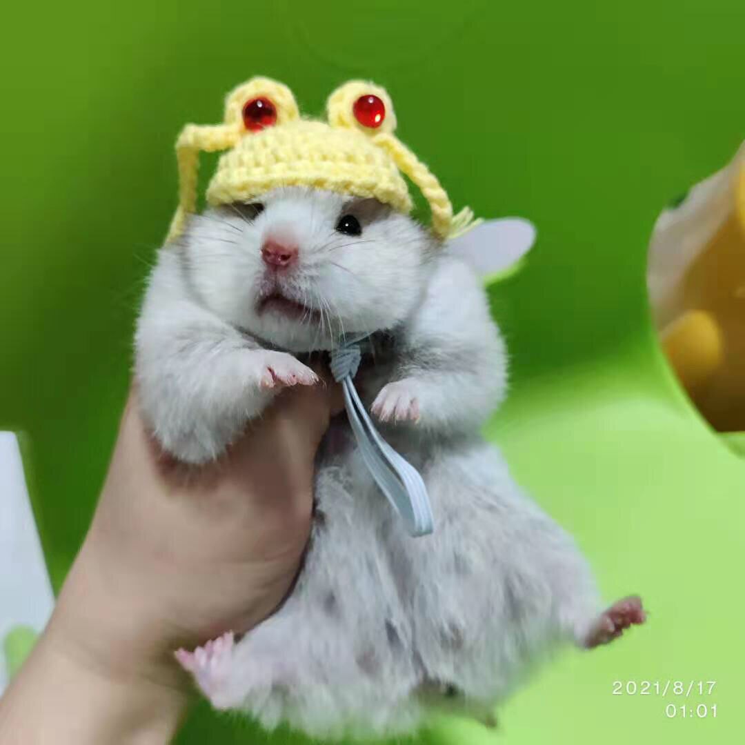 Hand Crocheted Hamster Hat Hamster Accessories Chipmunk Dwarf Rat Small Animal Hat Cute Hamster Clothes Hamster Supplies: 005