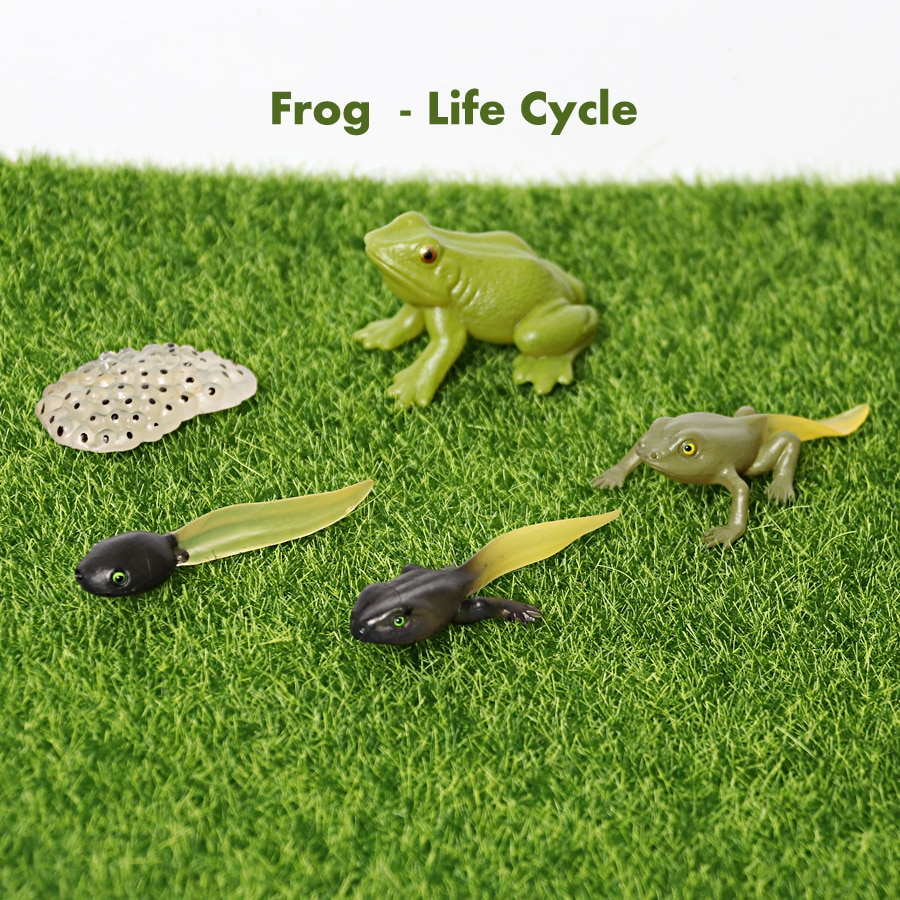 Simulation Animals Life Cycle Model Ladybug Butterfly Hen Turtle Frog Ant Figurine and Stencils Drawing Educational Toys