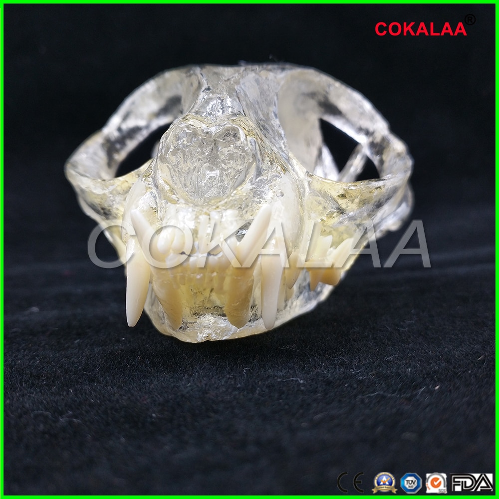 Teaching Dental Teeth Model Cat Model Catamount cat's teeth Cat Dentition Model