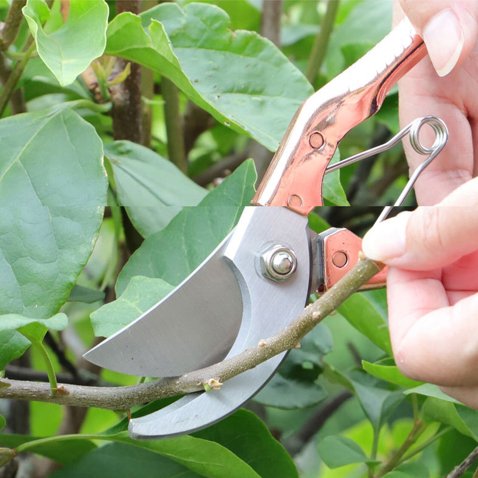 Plant Trim Horticulture Hand Pruner Cut Secateur Shrub Garden Scissor Garden Tools Anvil Branch Shear Orchard Pruning Shears