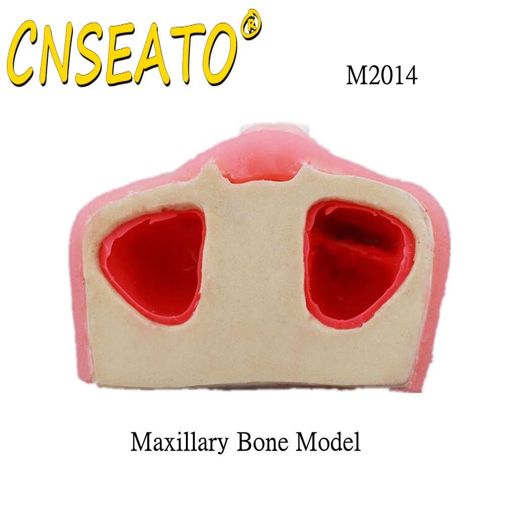 Dental Teeth Model Sinus Lift Practice Maxillary Bone Dentistry Tooth Models Dentist Teaching Demonstration Implant Simulator